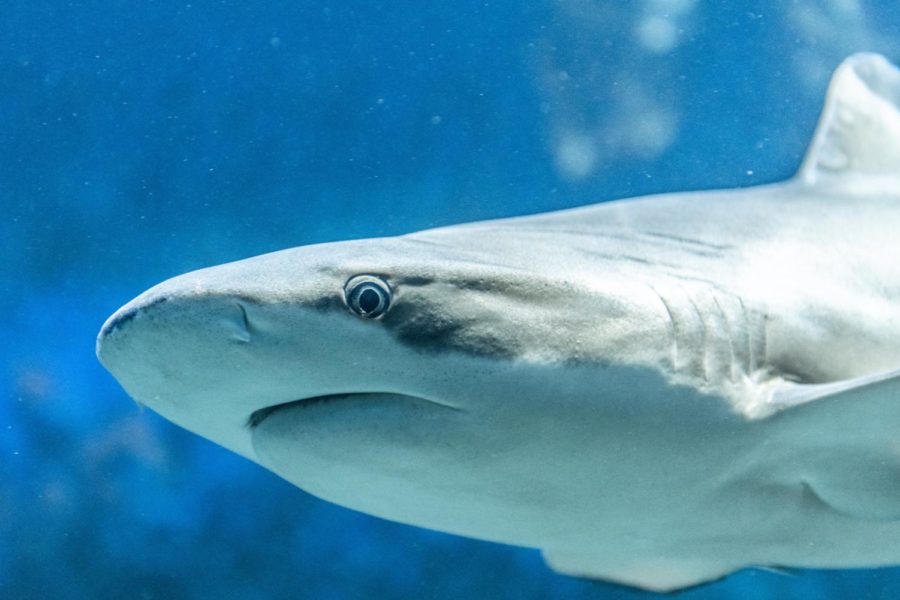 In Defense of Sharks